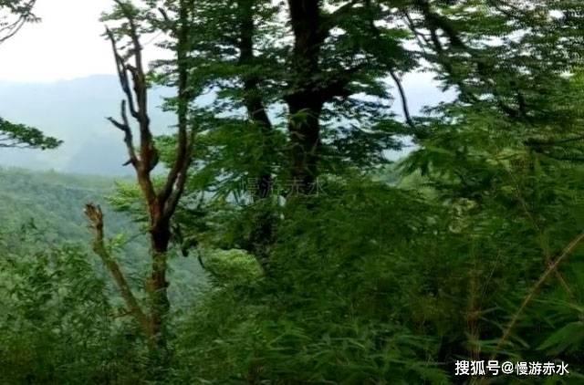 女孩结婚妈妈打包嫁妆,把养了2年的狗包成陪嫁